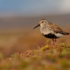 Jespak obecny - Calidris alpina - Dunlin 8029